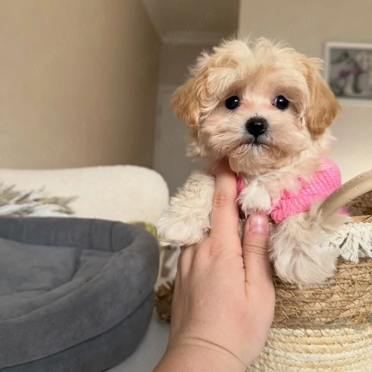 pui Maltipoo mini toy 
