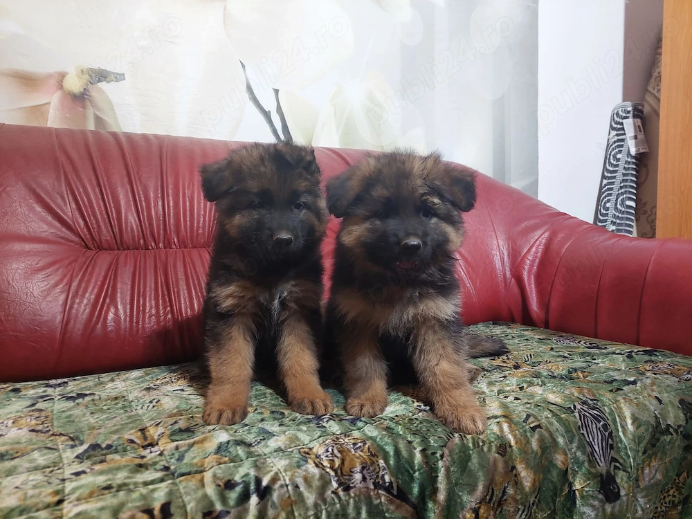 Pui de ciobanesc german , parinti cu pedigree