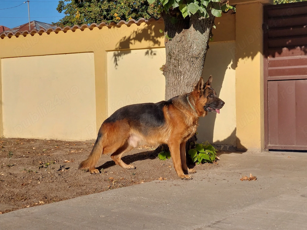 Pui de ciobanesc german, parinti cu pedigree
