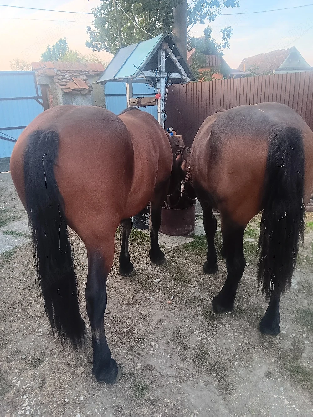  caii de vănzare