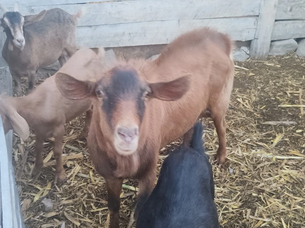 vand țap mai multe detalii an privat  