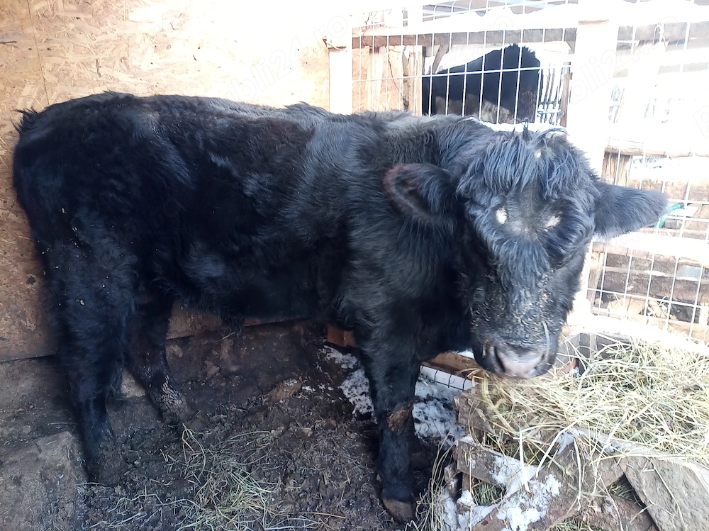 Vind taur rasa Black Angus