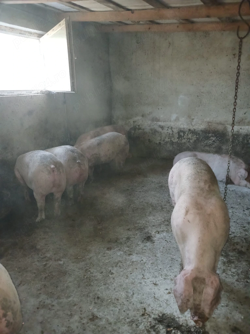 Vând porci de carne 
