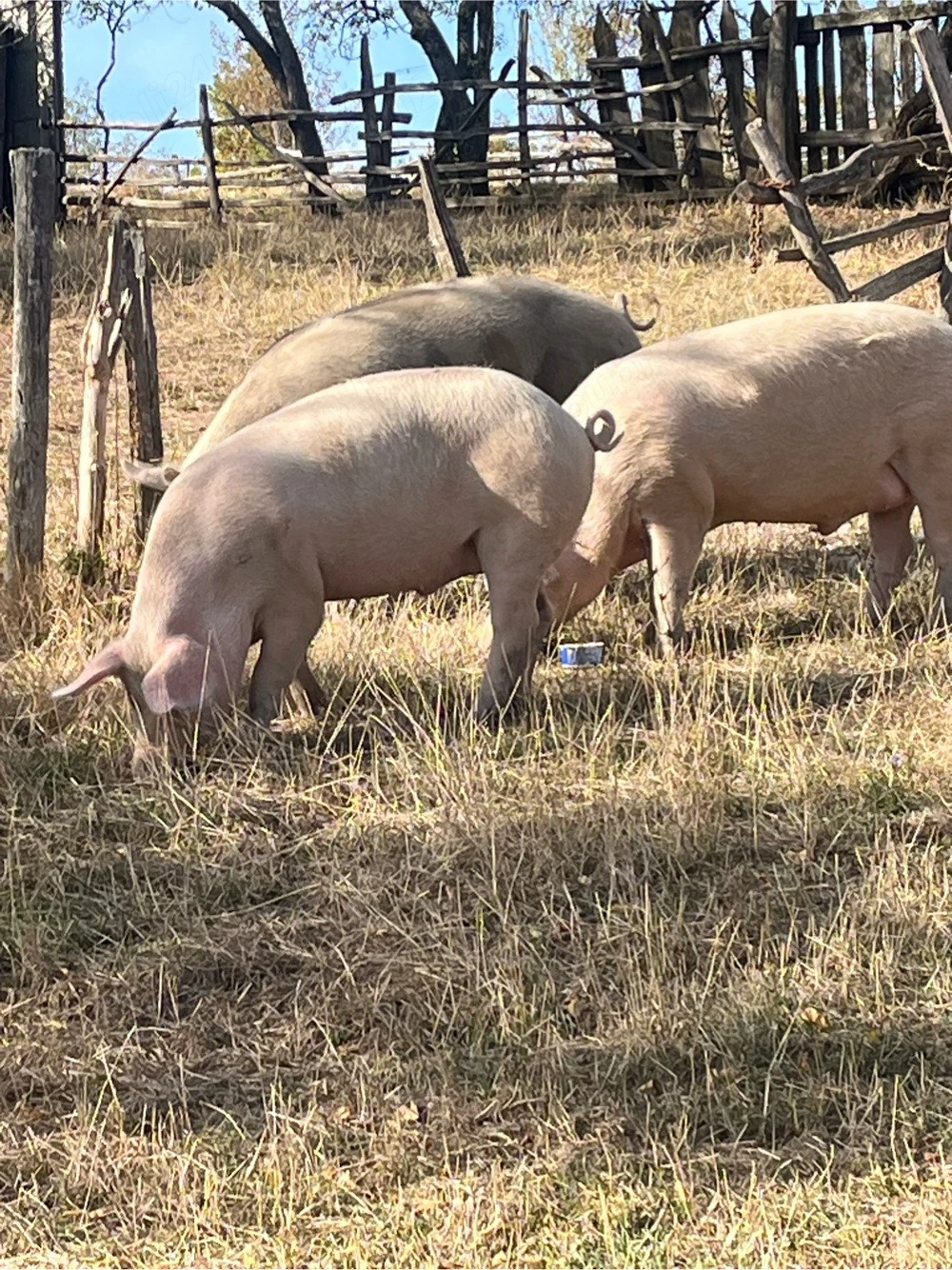 vand porci crescuti bio