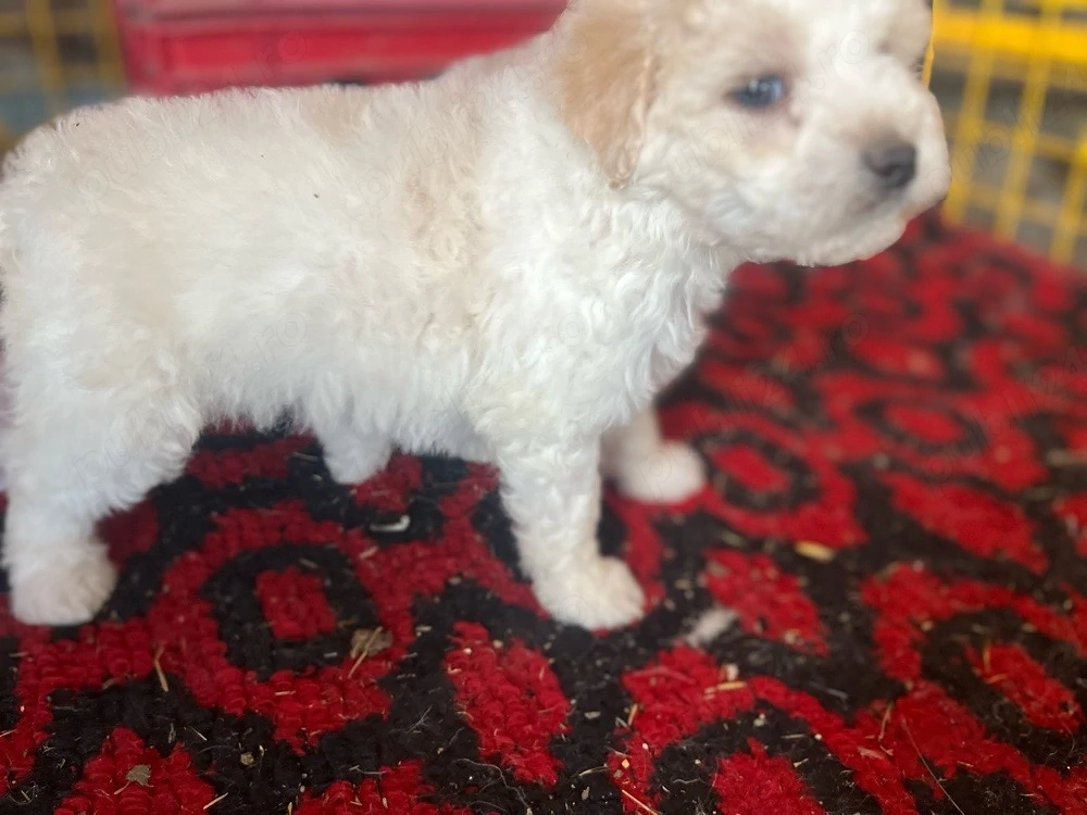 Cateleusi bichon