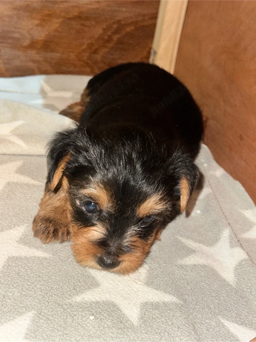 Vând puii Yorkshire Terrier!