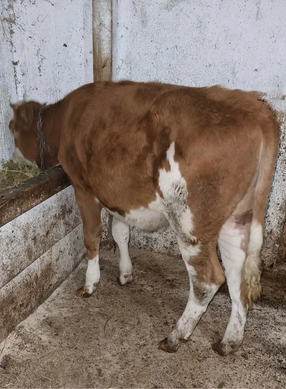 junica 6 luni