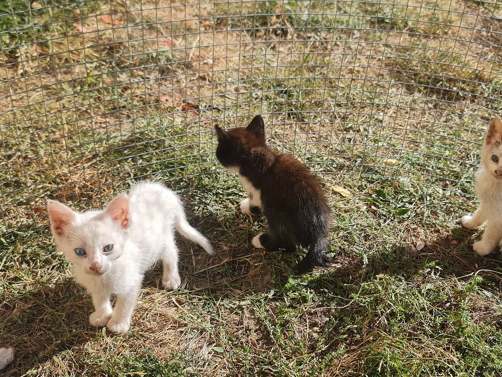 donez   ofer spre adoptie pui de pisica