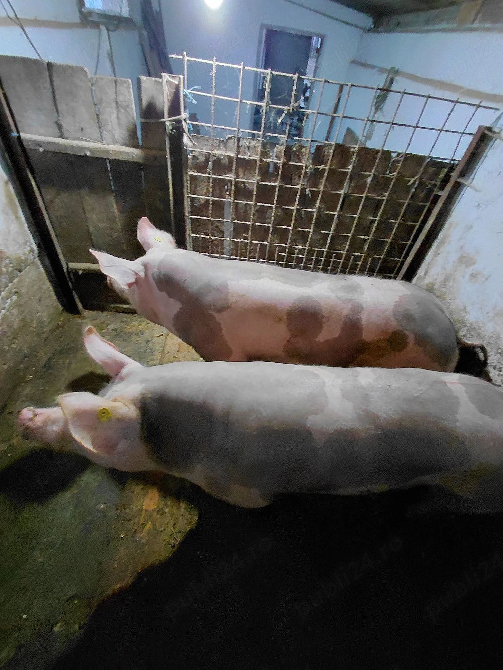 vând porc  