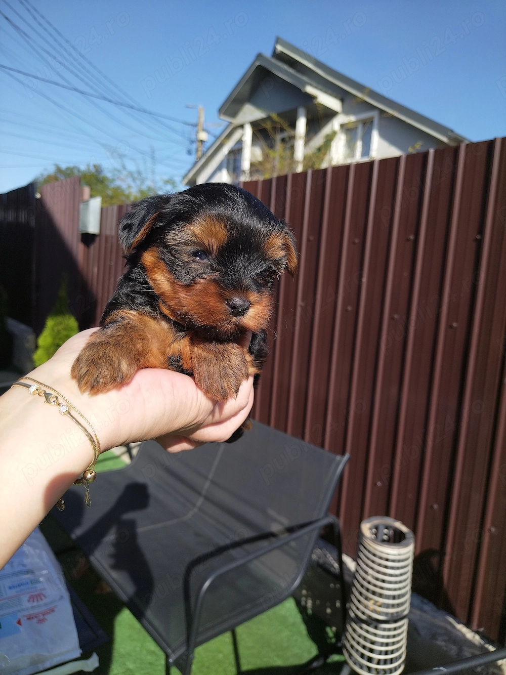 Femela Yorkshire Terrier