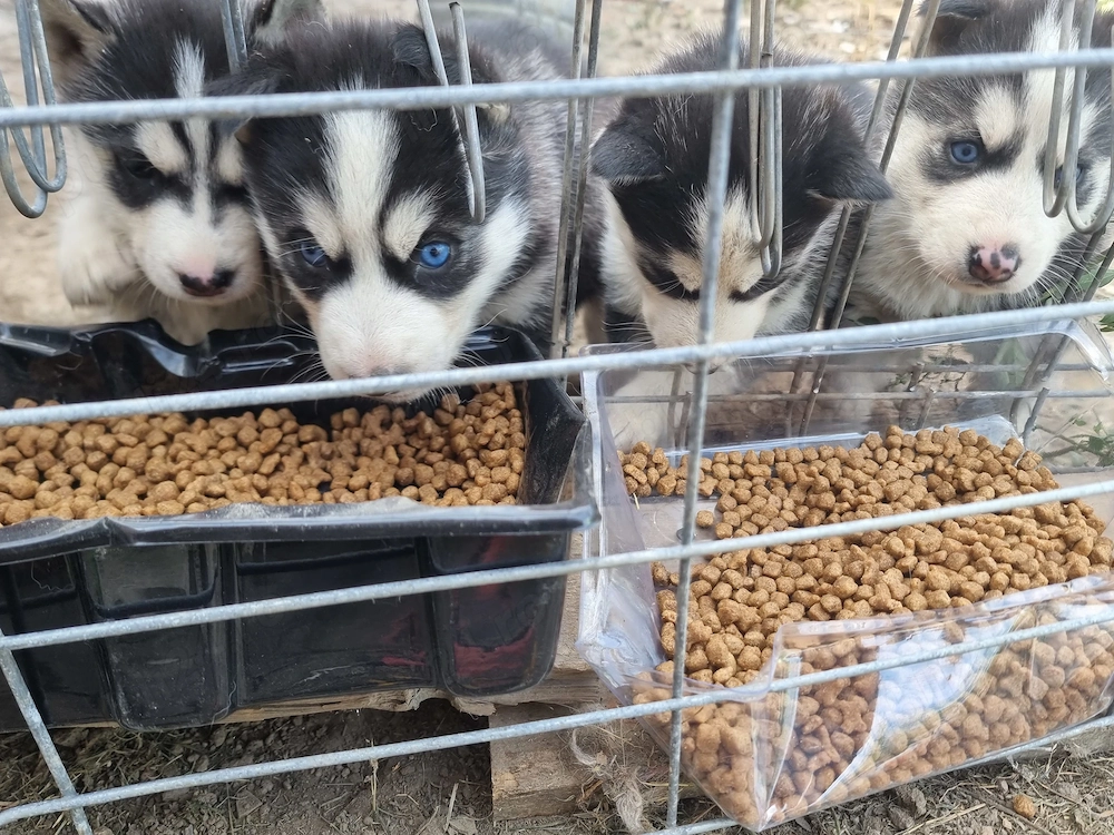 Pui husky  disponibil pt vanzare