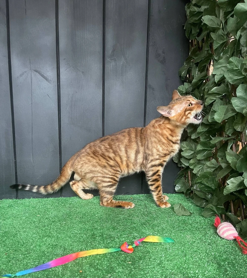 Toyger, preț pentru reproducere