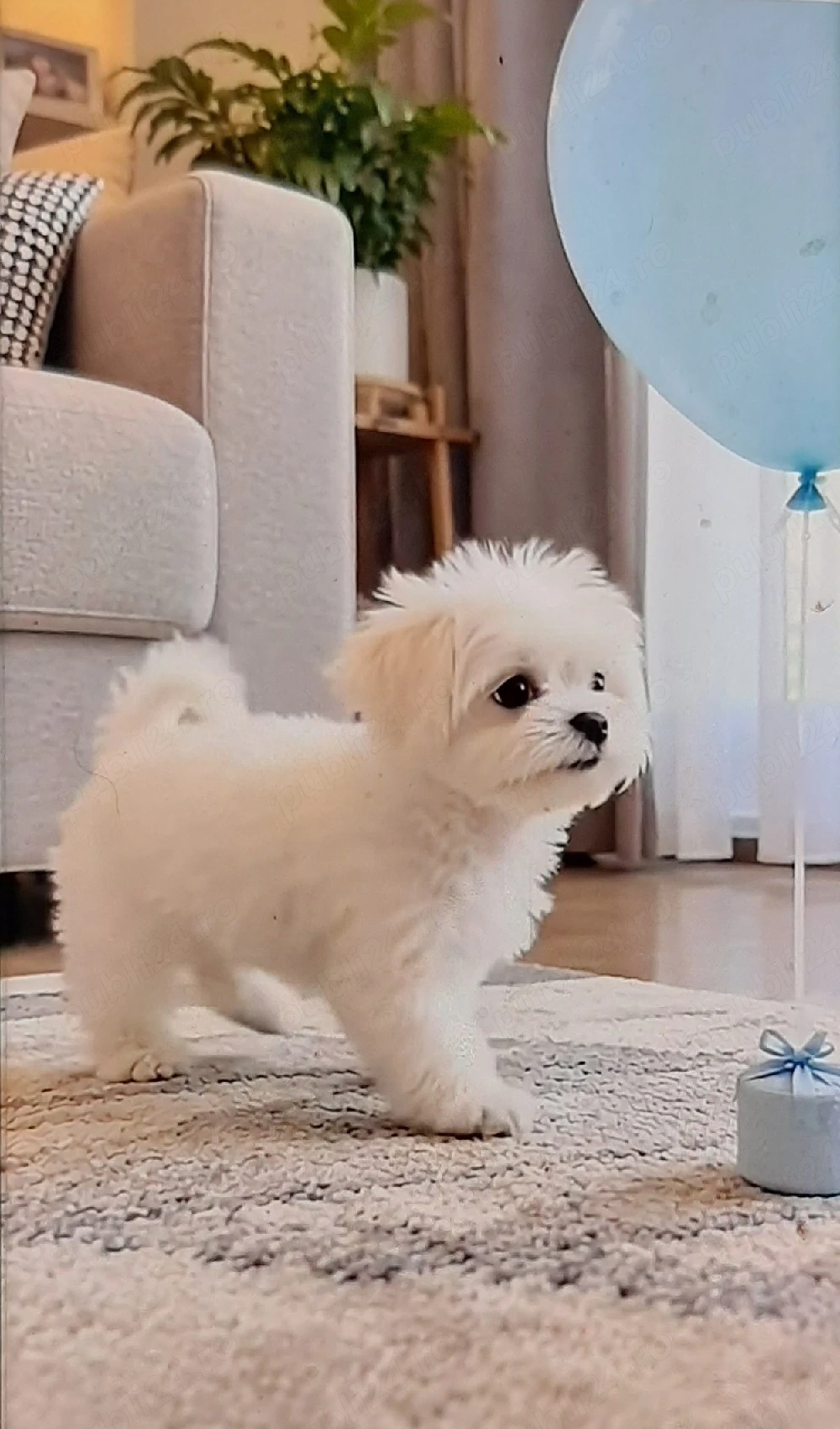 Bichon maltez mini toy 
