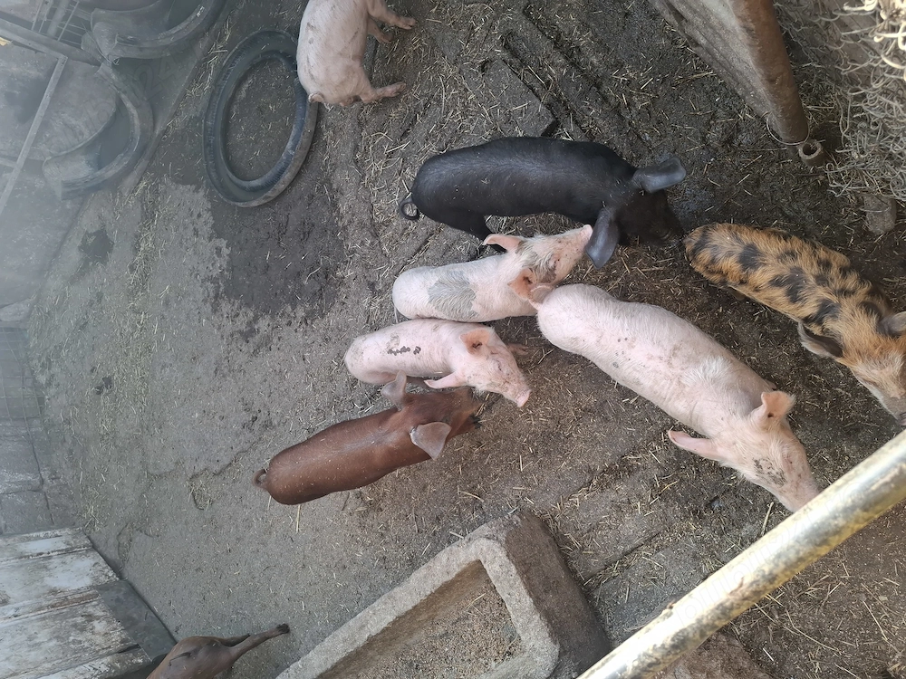 De vânzare 8 purcei înțărcați (8 săptămâni)   Marele Alb x Pietrain   Arad
