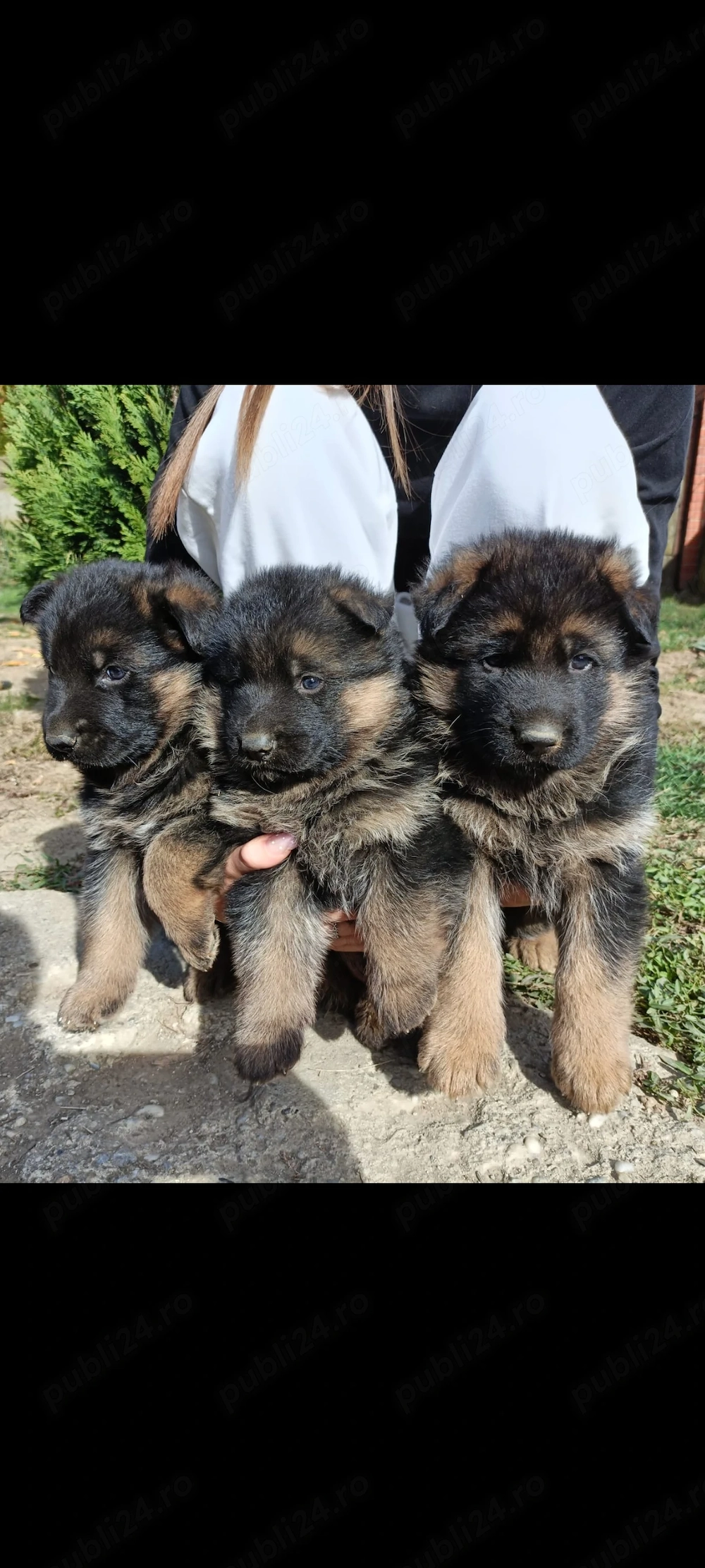 3 masculi ciobanesc german
