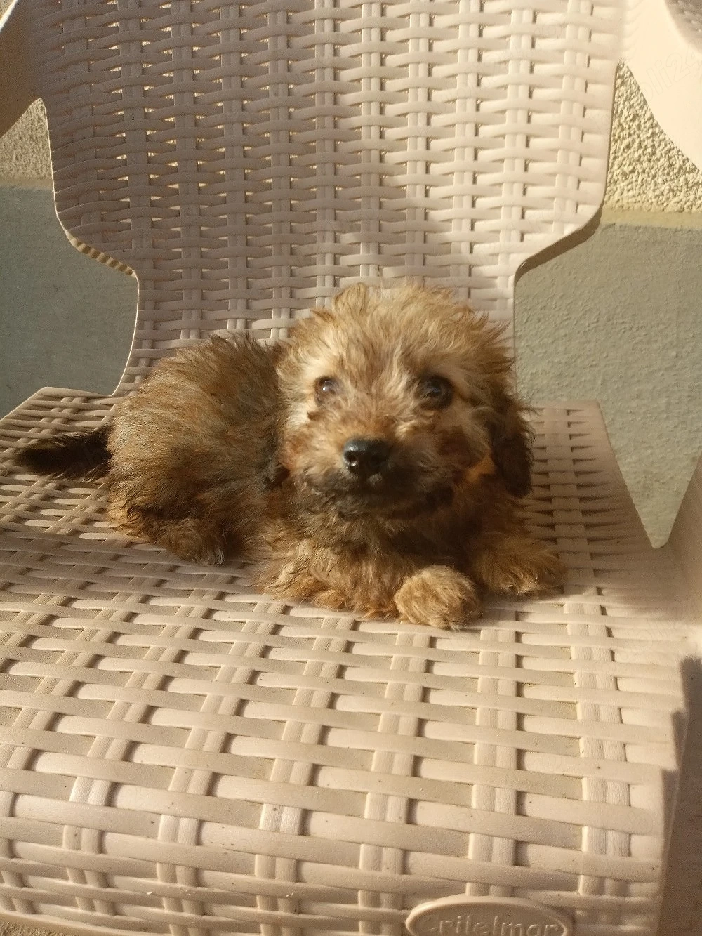 catelusi bichon havanese