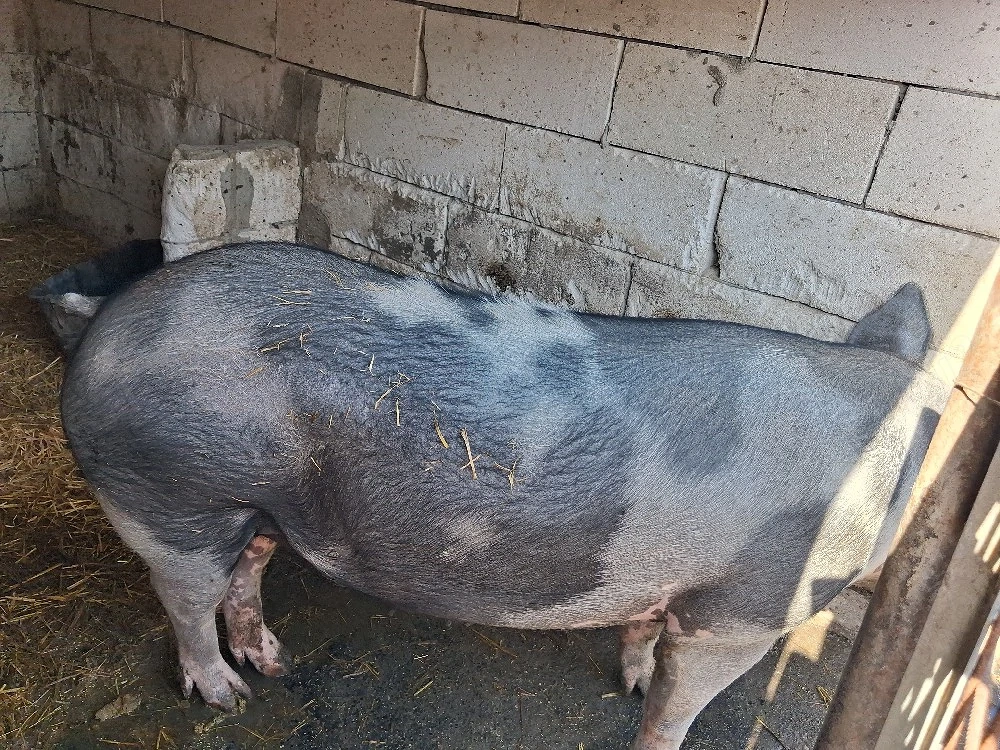 purcea de vanzare