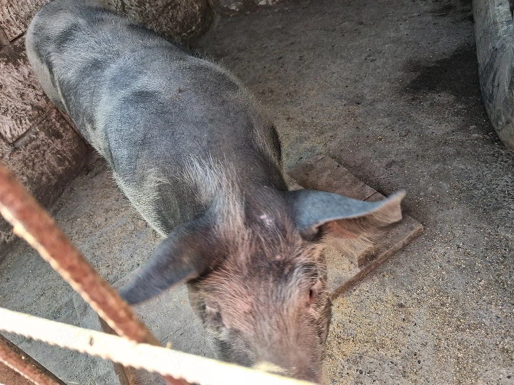 purcica de vanzare