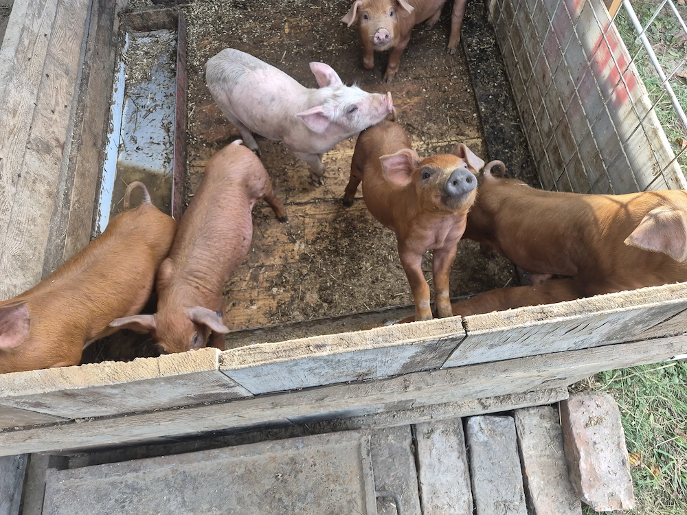 Vand purcei duroc
