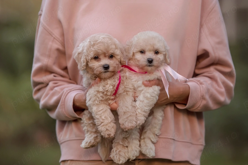 Maltipoo Toy de Vânzare   Pui Superbi, Talie Mică, Foarte Afectuoși