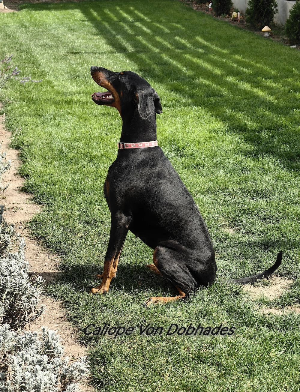 Dobermann   Genetică de elită, echilibru și excelență 