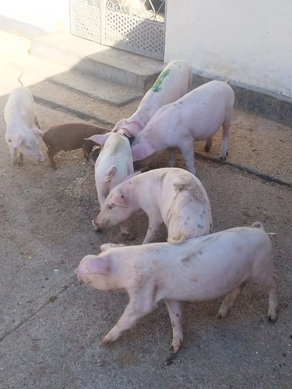 Vând porci 