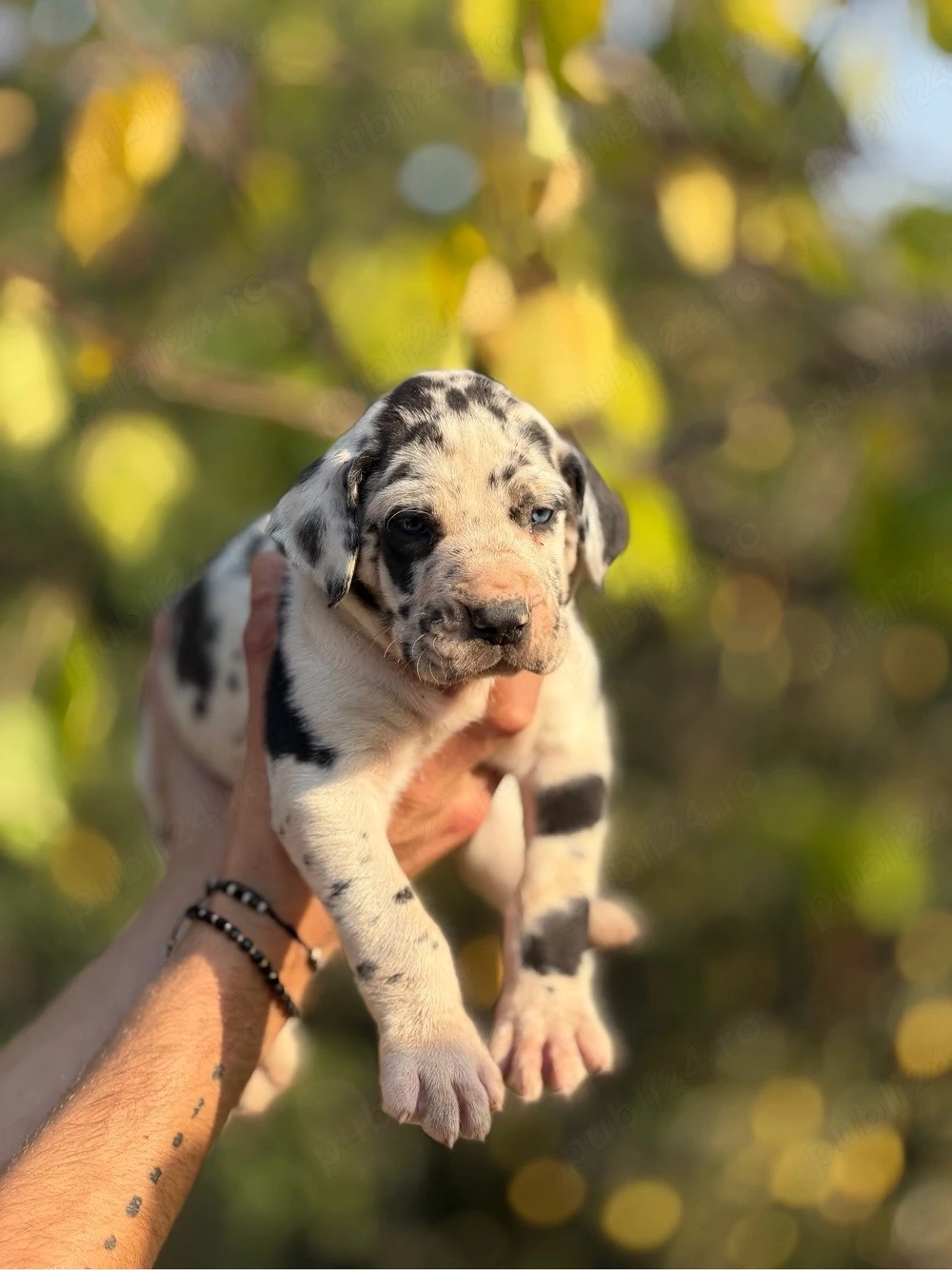 Dog German ( Great Dane ) 
