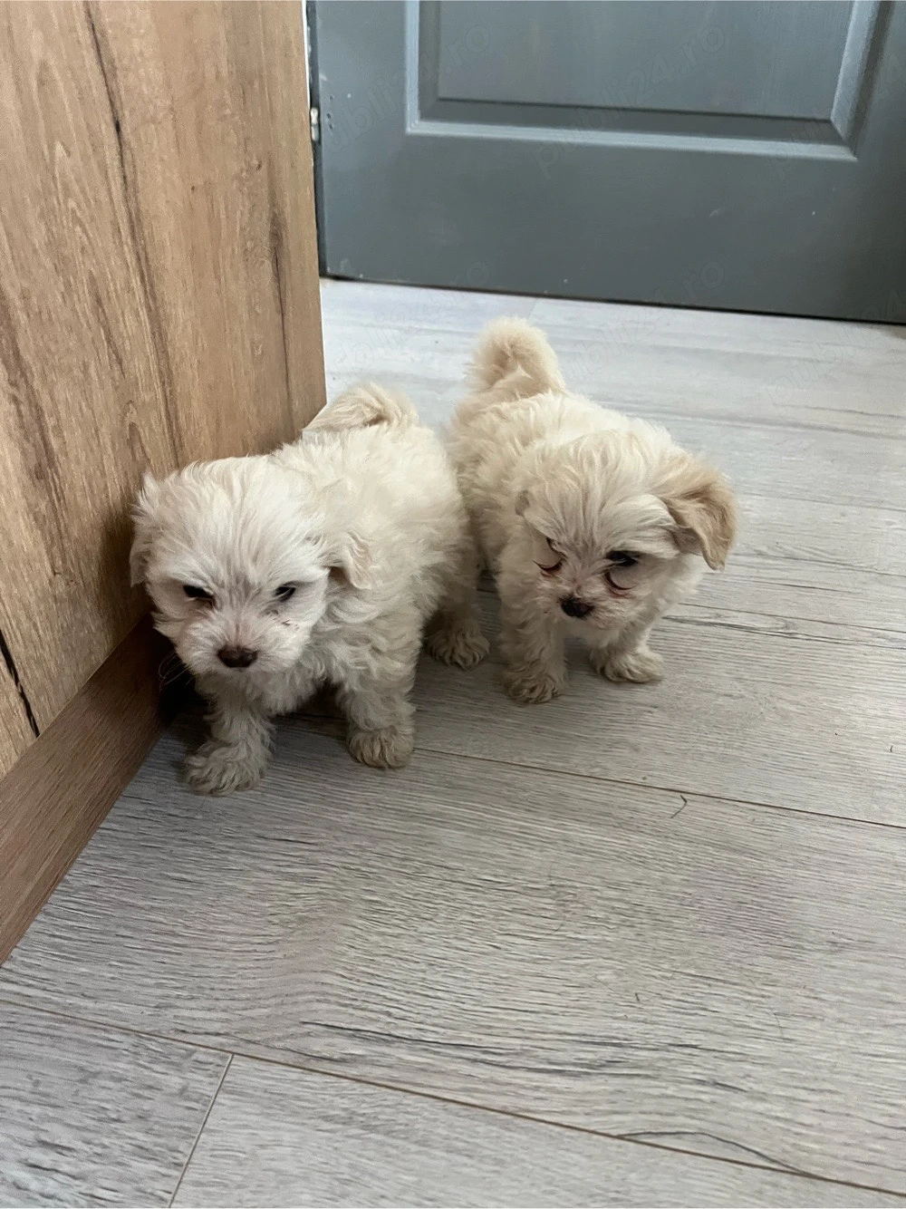 Pui Bichon Maltez