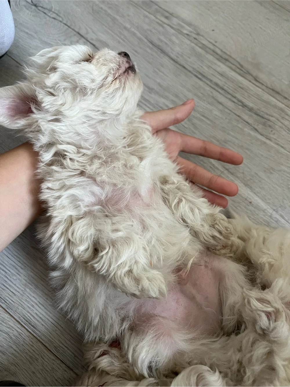 Pui Bichon Maltez