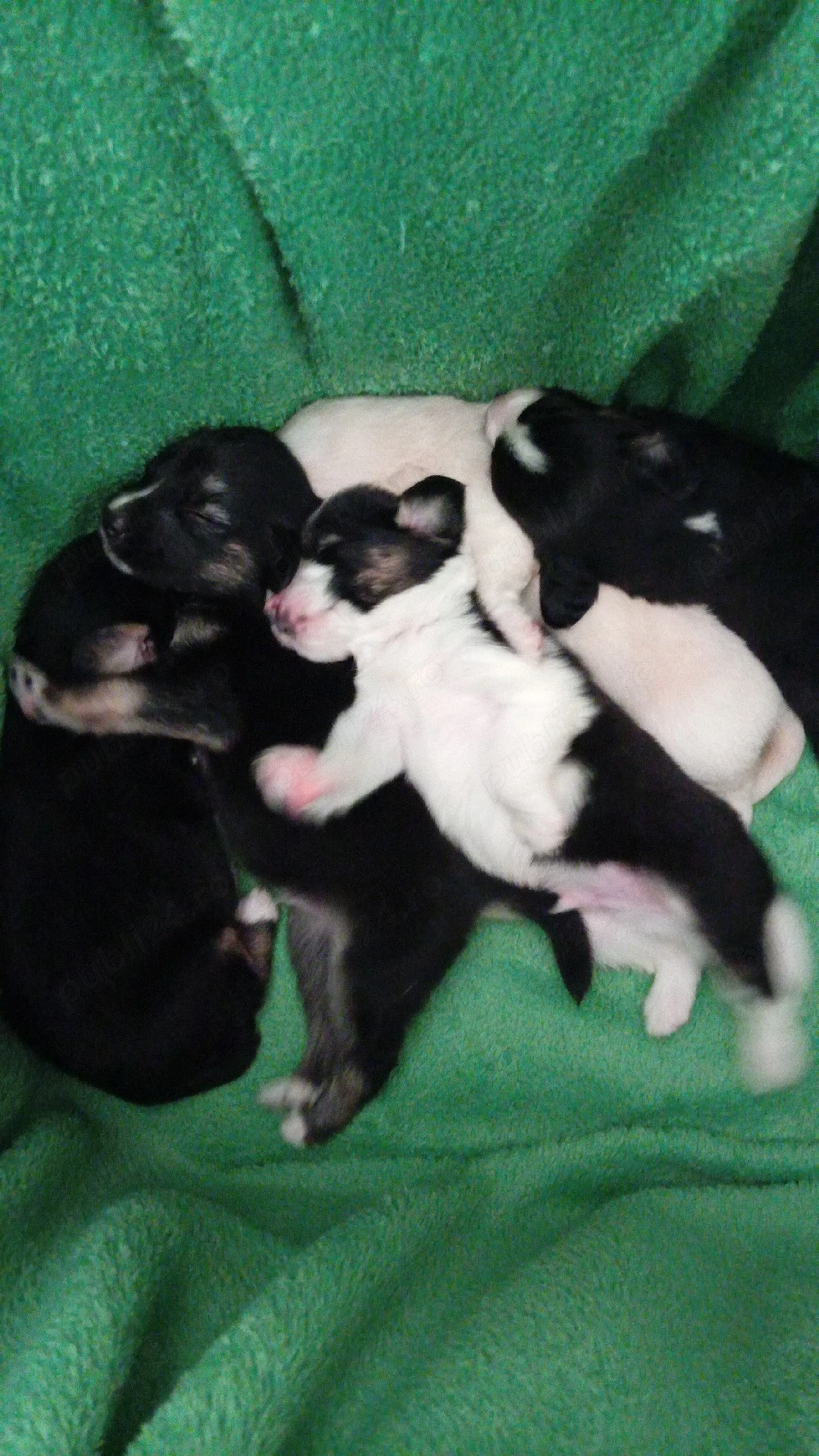 spre adoptie respnsabila
