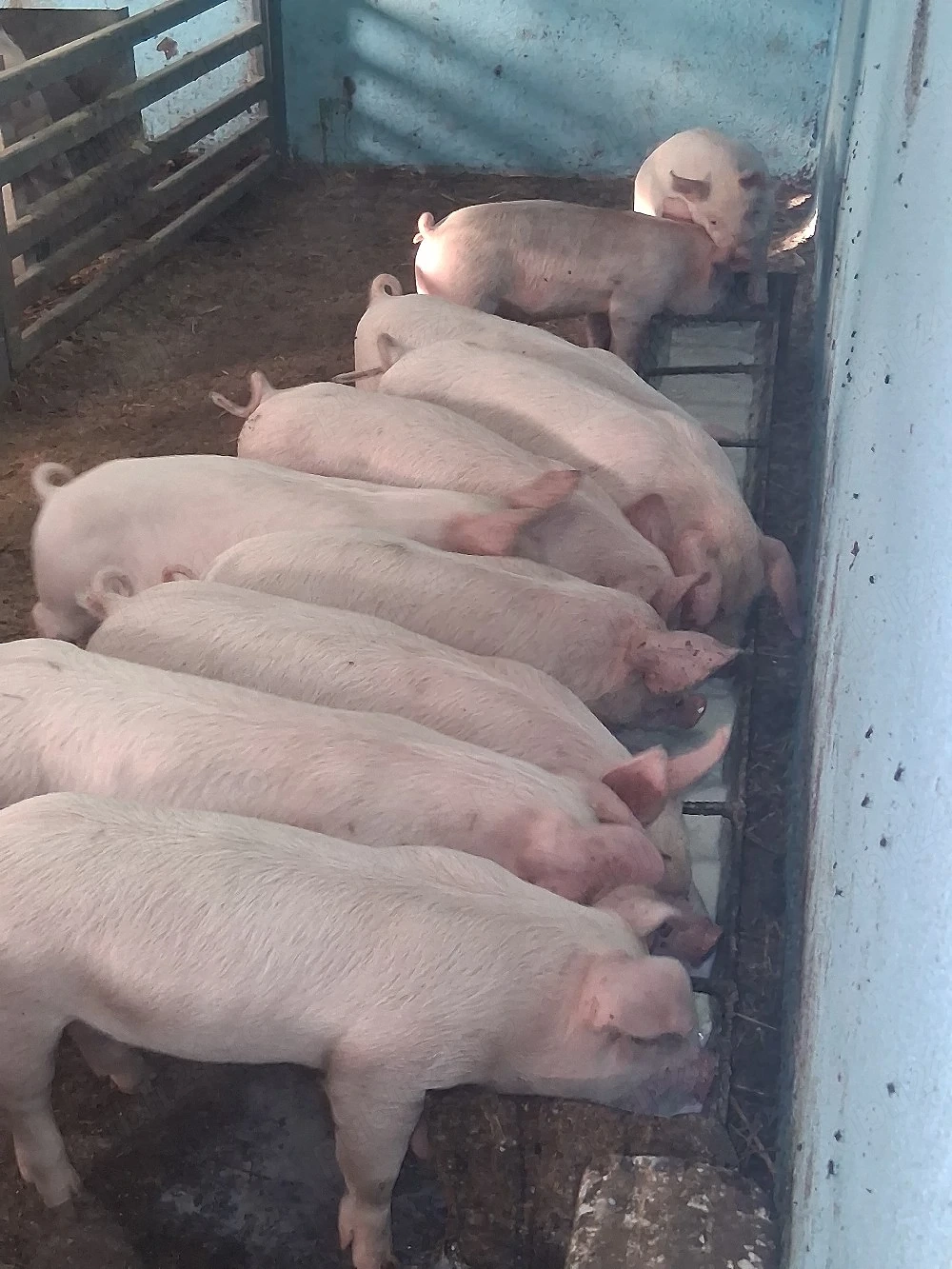 De vânzare purcei de 8 săptămâni! 