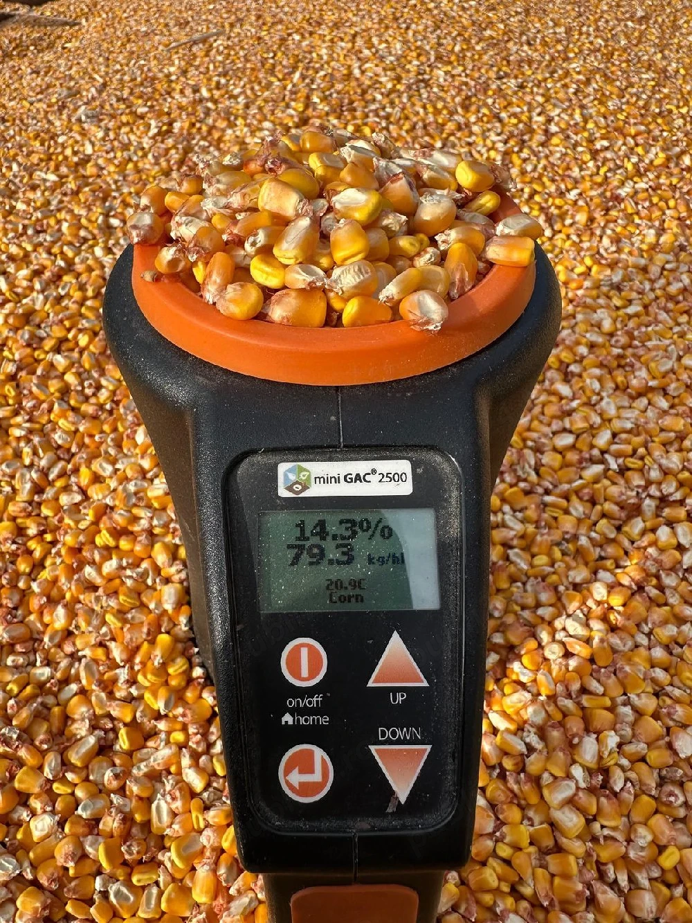 porumb boabe cu 1,2 lei kg 