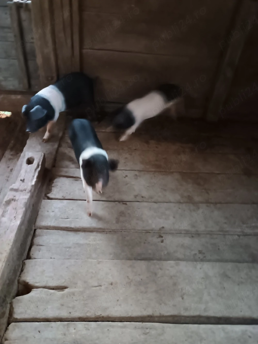 disponibil o pereche de purceii Bazna cu botul mic vârstă 2 lunii 