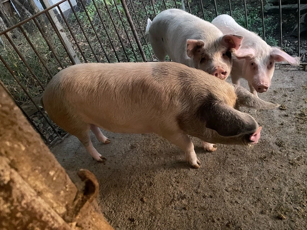 Porc de vanzare