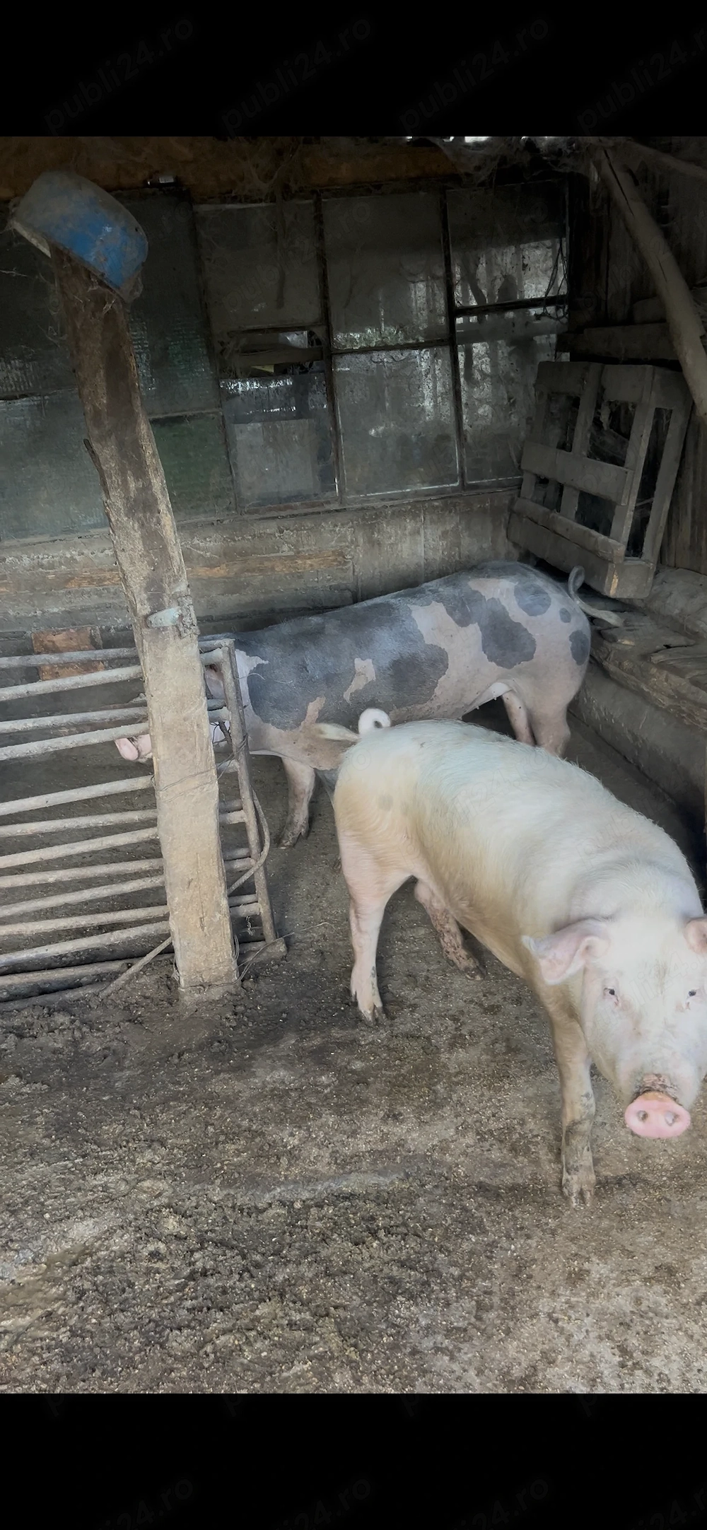 Purcei   porci proțap diverse mărimi 