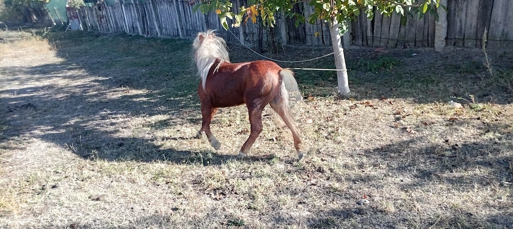 Ponei de monta armasar