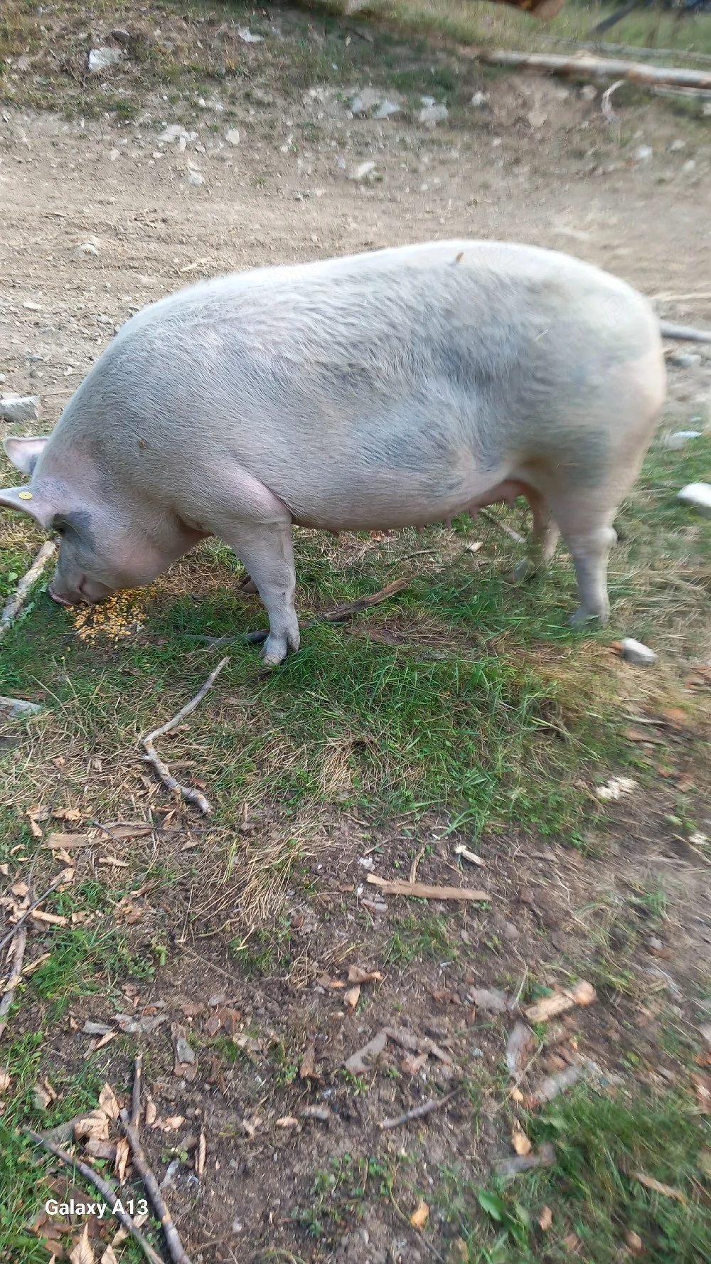 vînd o scrofă