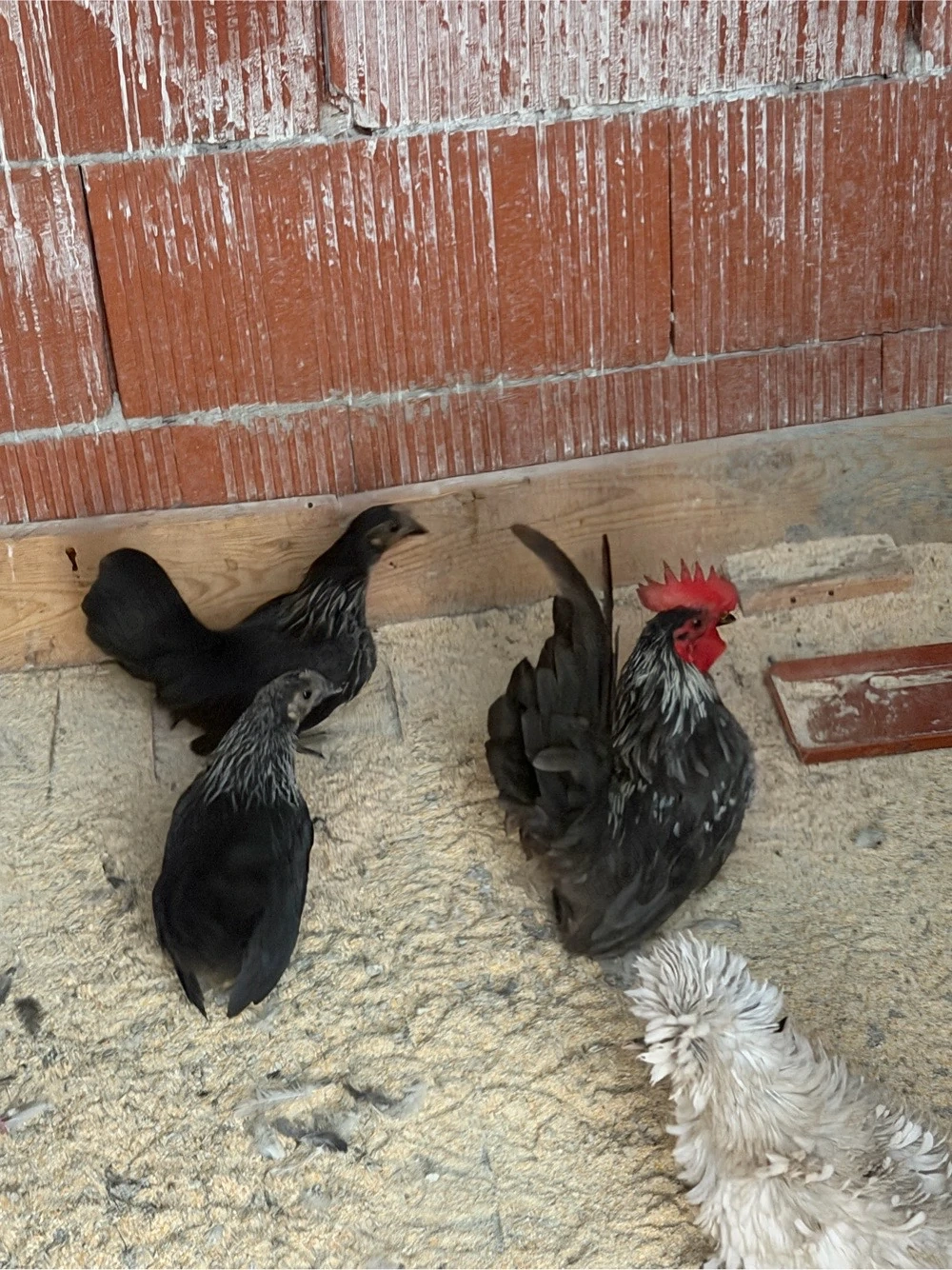 Găini și cocoși pitice chabo 