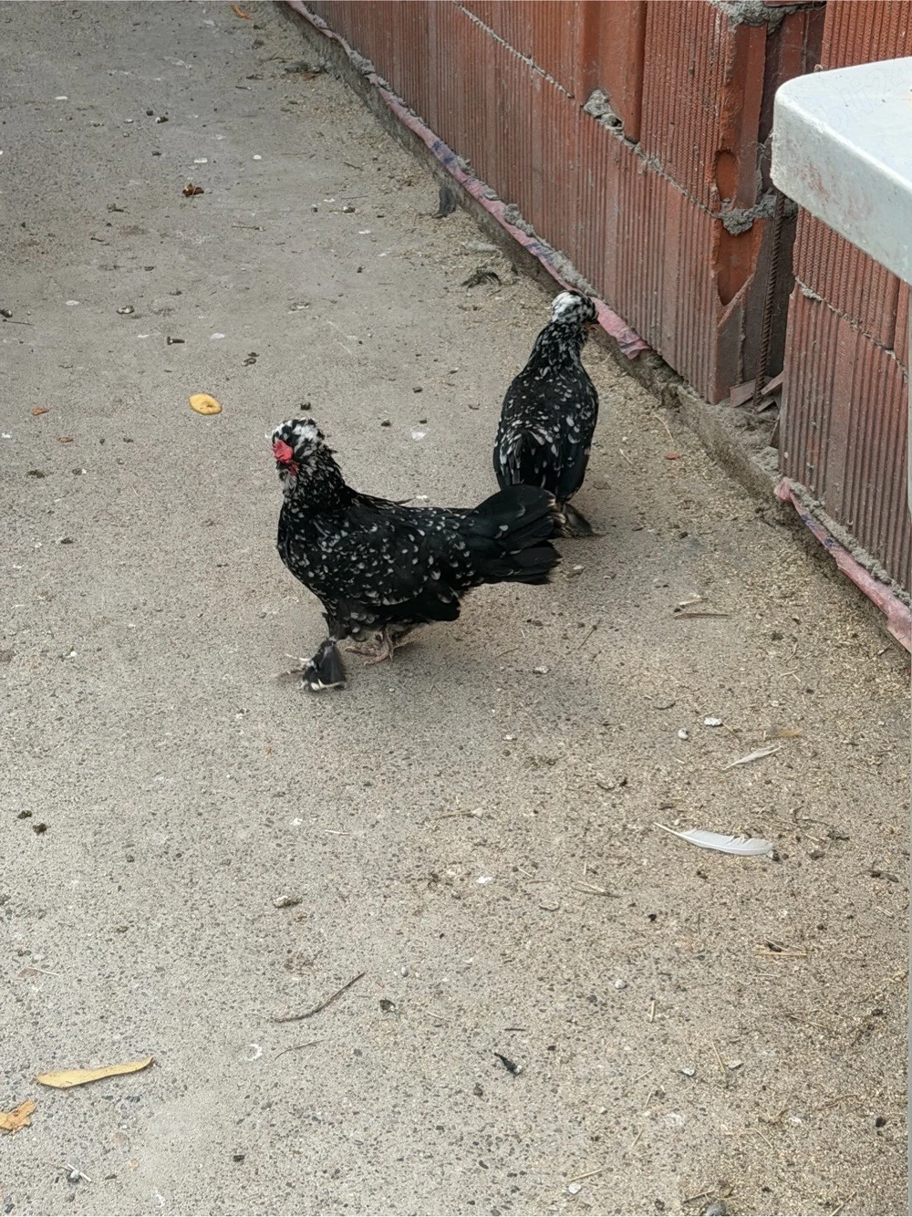 Găini și cocoși pitici , incalțați , moțați , barboși .