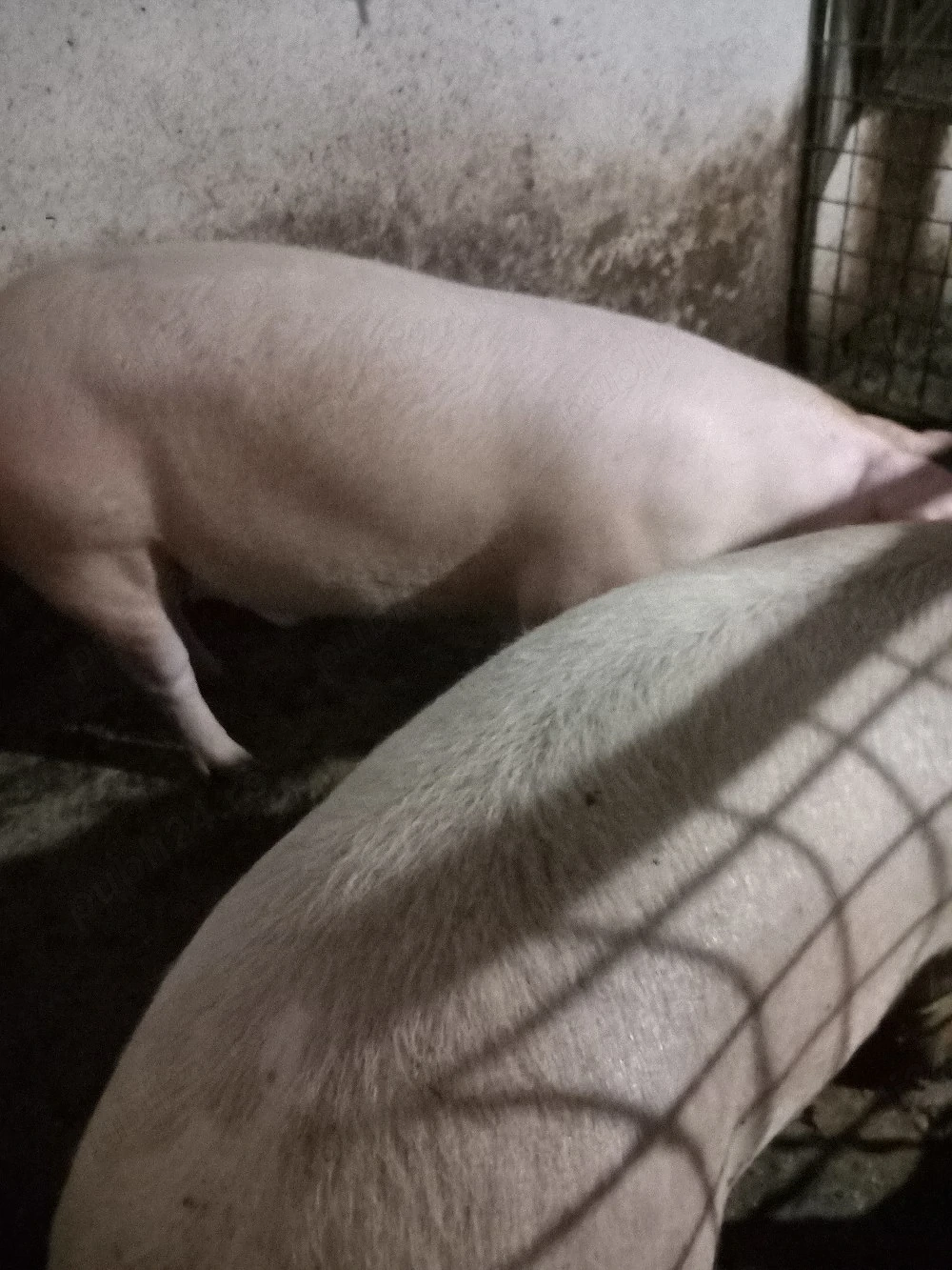 Porci de vânzare 