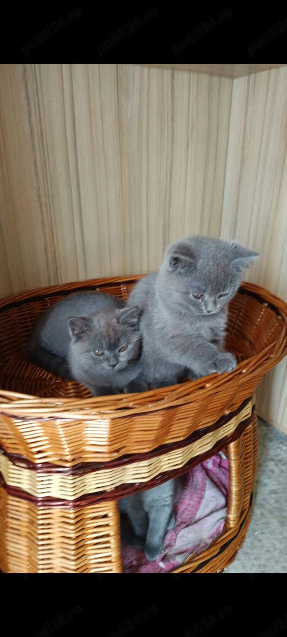 Pui British Shorthair Disponibili petru rezervare