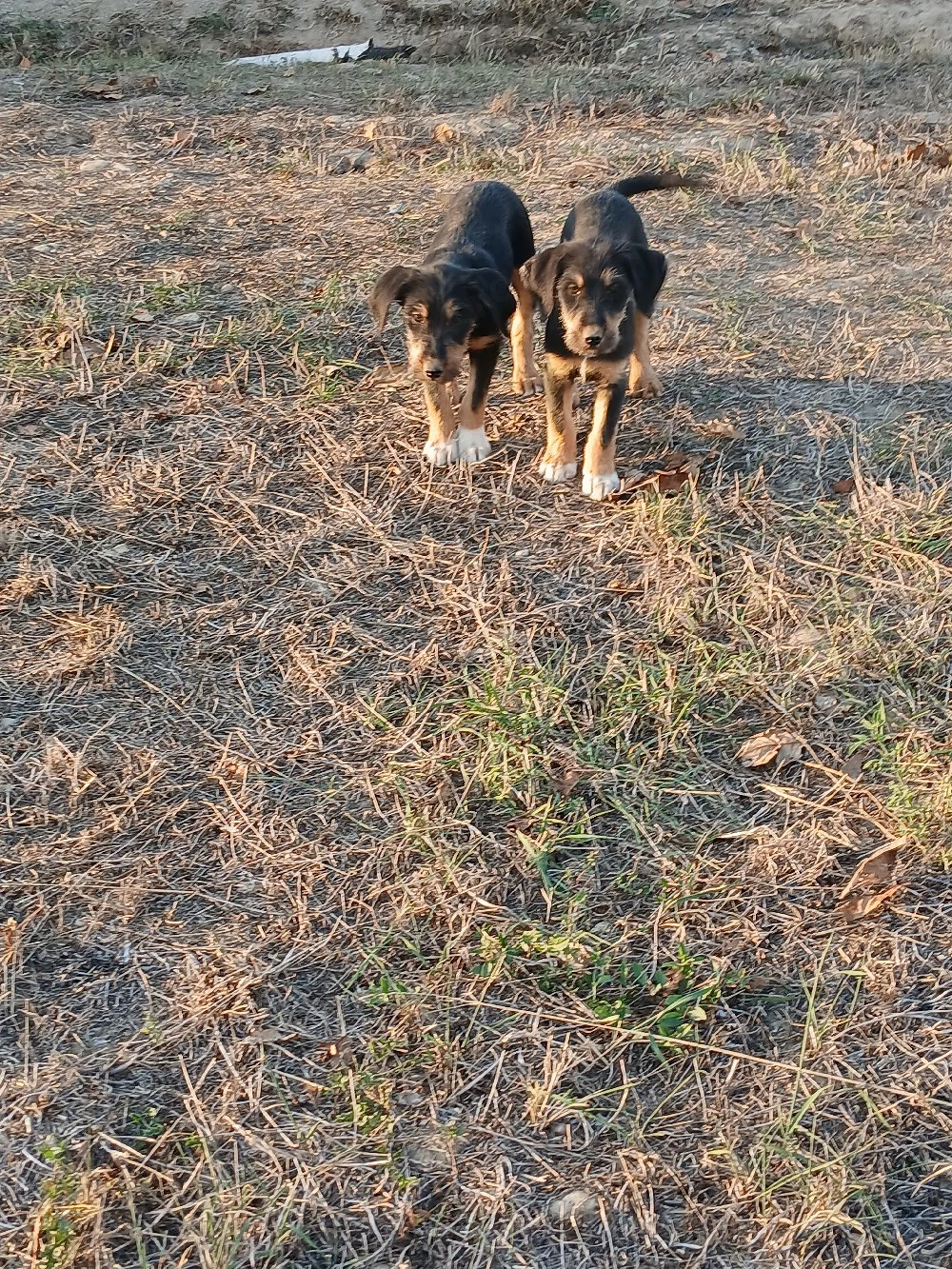 erder terrier cu copoi