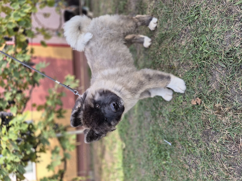 Pui Akita American 