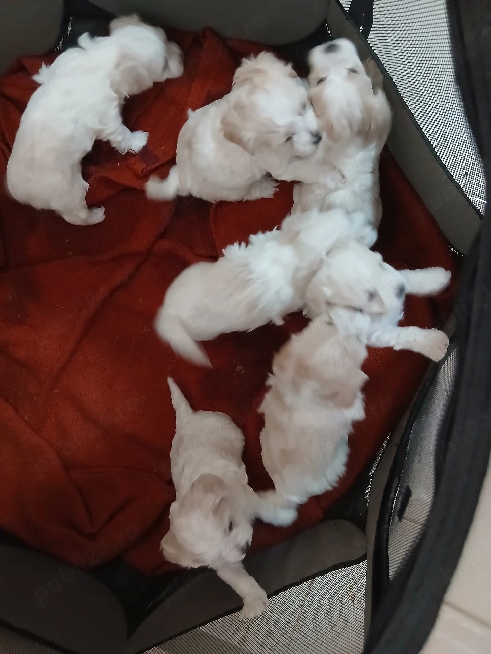 catei bichon