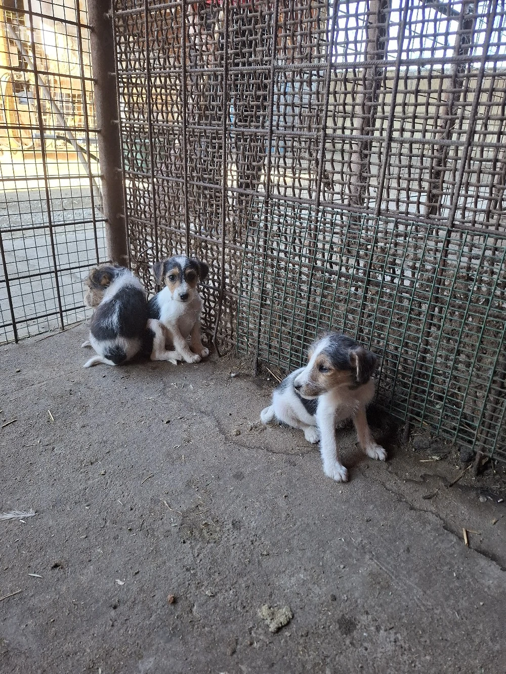 Vand catei Fox Terrier