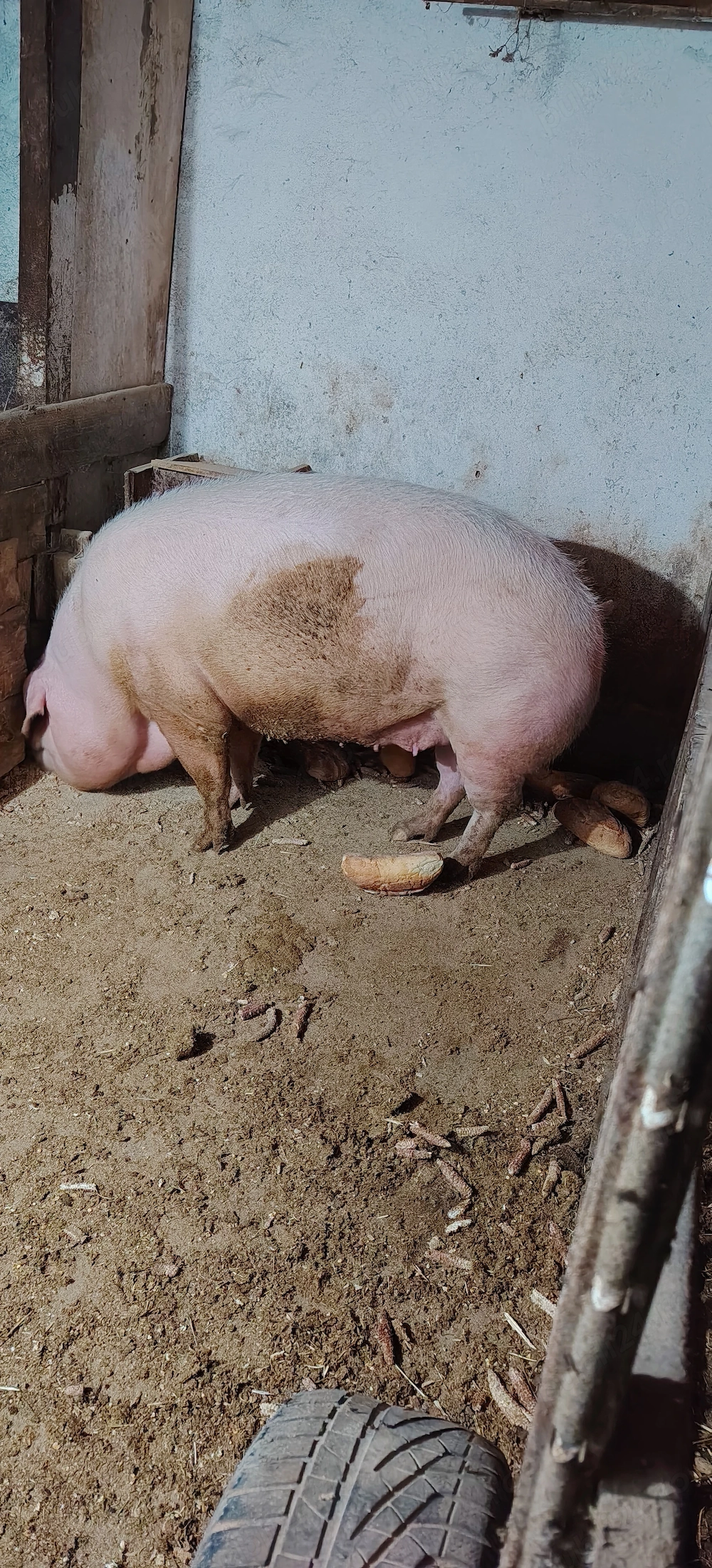 Porc de tara