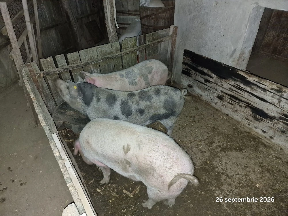 porci de vânzare