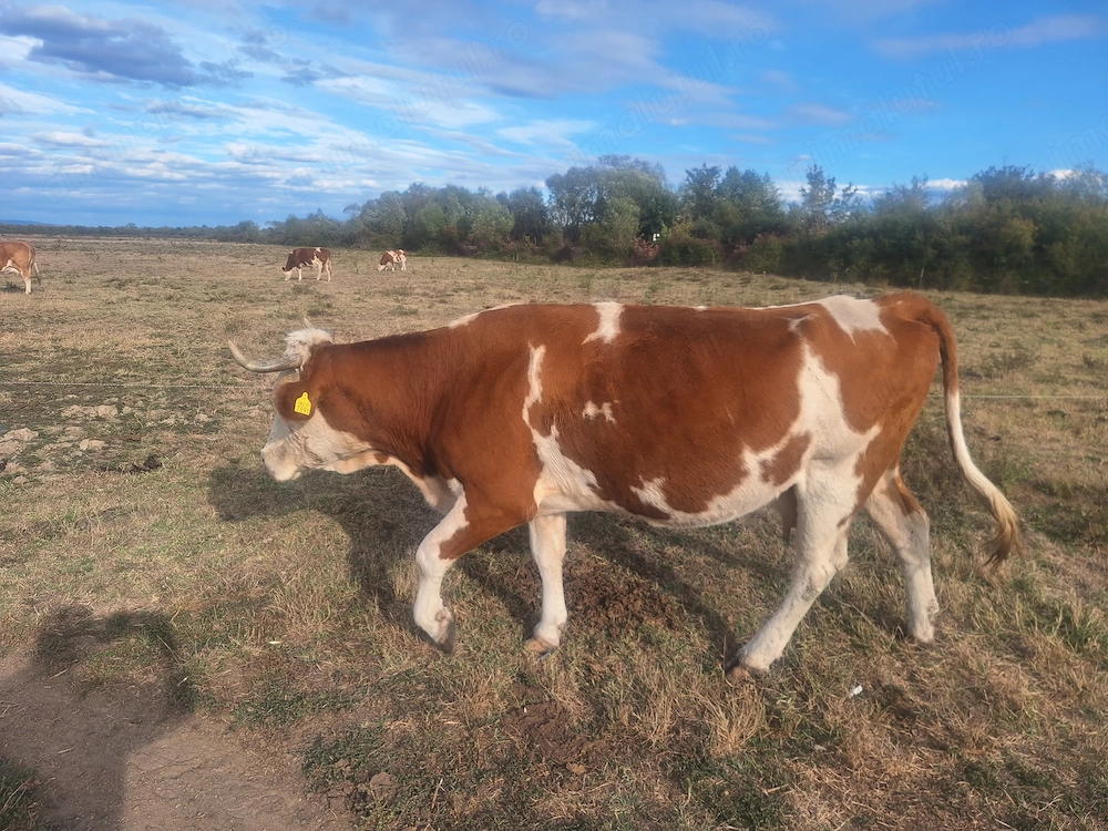 Vaca de vânzare 