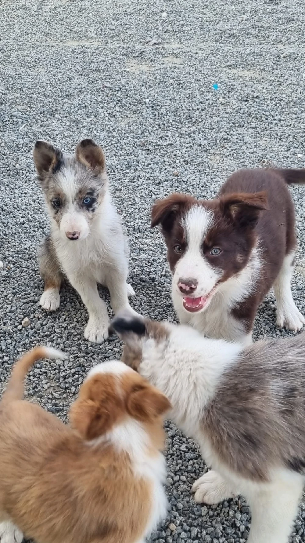 Vand Border Collie