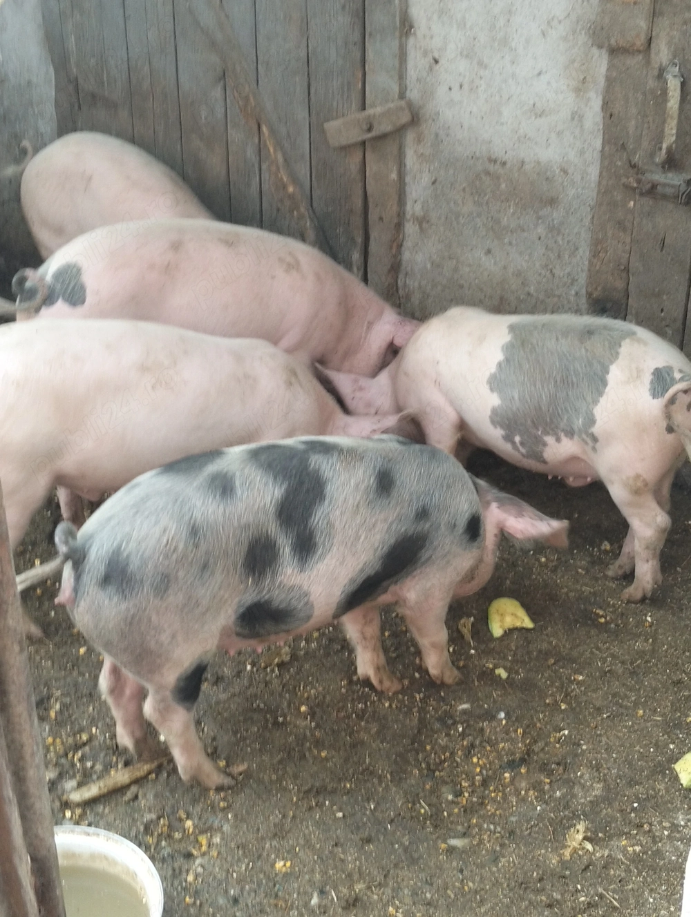 Șoldani de la 30-40 kg